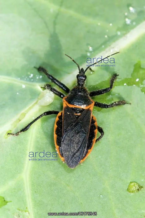 : Squash Bug (Anasa tristis) : Squash Bug (Anasa tristis)