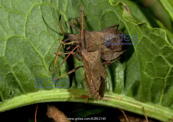 : Squash bugs, on dock : Squash bugs, on dock