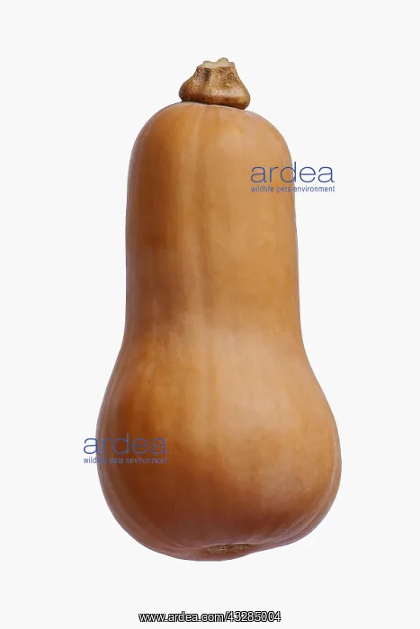  : Squash, Butternut squash, Cucurbita moschata, Studio