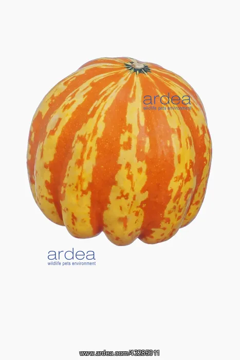: Squash, Carnival squash, Cucurbita pepo Carnival : Squash, Carnival squash, Cucurbita pepo Carnival