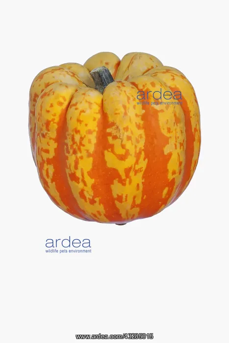 : Squash, Carnival squash, Cucurbita pepo Carnival : Squash, Carnival squash, Cucurbita pepo Carnival
