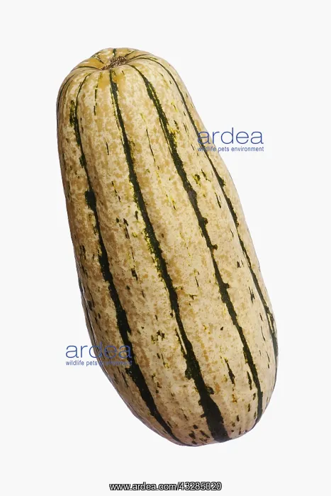  : Squash, Delicata squash, Cucurbita pepo Delicata