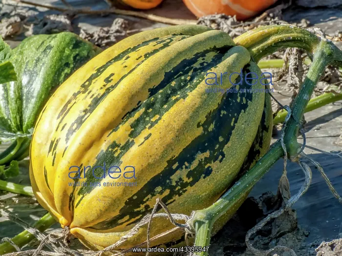 : Squash Guzcoy, Cucurbita pepo Guzcoy : Squash Guzcoy, Cucurbita pepo Guzcoy
