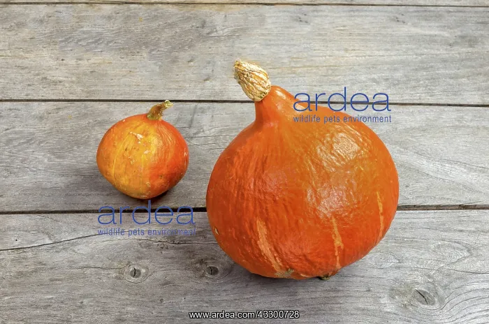  : Squash Potimarrons on a wooden table, autumn, Pas