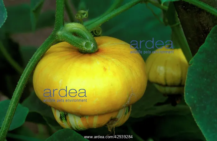 : Squash Turke's Turban - growing in a Cambridgeshire garden : Squash Turke's Turban - growing in a Cambridgeshire garden