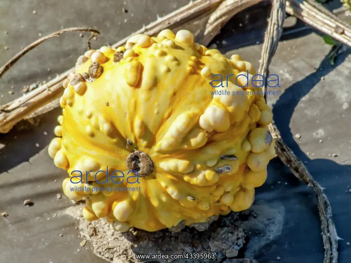 : Squash Ultra Verruqueux, Cucurbita pepo Ultra Verruqueux : Squash Ultra Verruqueux, Cucurbita pepo Ultra Verruqueux