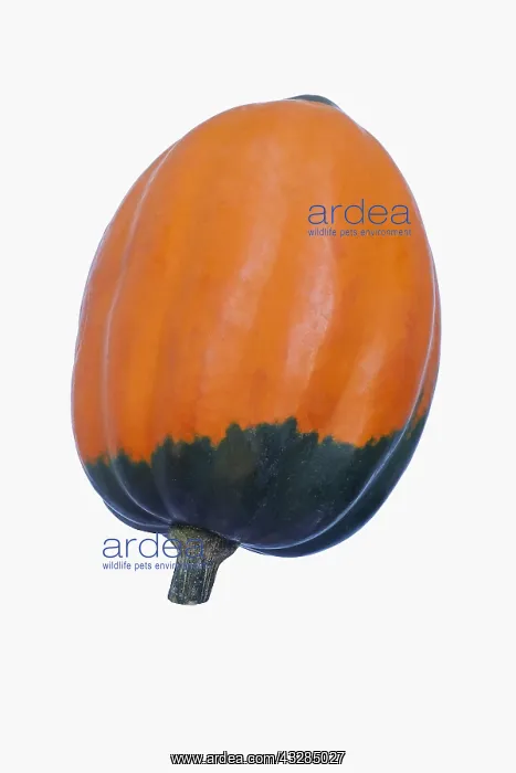 : Squash, Winter squash Golden Acorn, Cucurbita : Squash, Winter squash Golden Acorn, Cucurbita