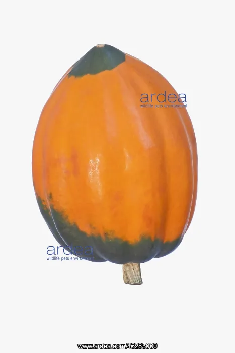 : Squash, Winter squash Golden Acorn, Cucurbita : Squash, Winter squash Golden Acorn, Cucurbita
