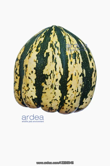 : Squash, Winter squash Sweet Dumpling, Cucurbita : Squash, Winter squash Sweet Dumpling, Cucurbita