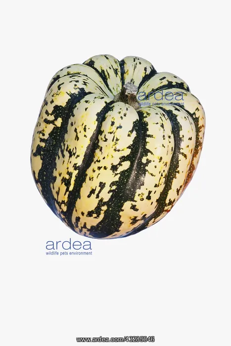  : Squash, Winter squash Sweet Dumpling, Cucurbita