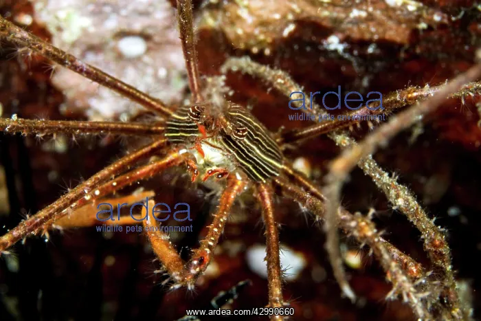: Squat Lobster : Squat Lobster