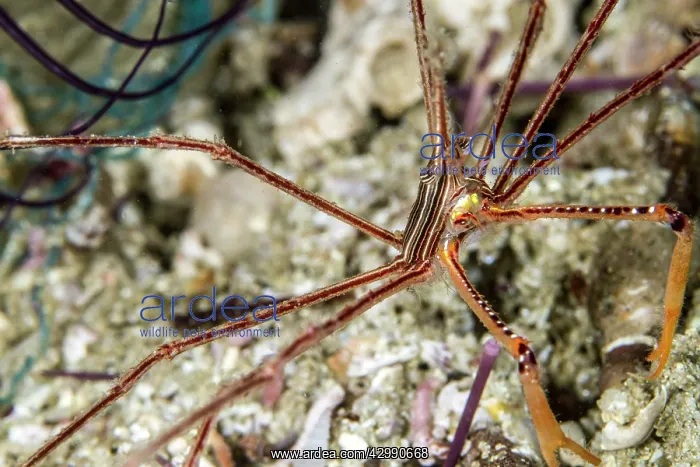 : Squat Lobster : Squat Lobster