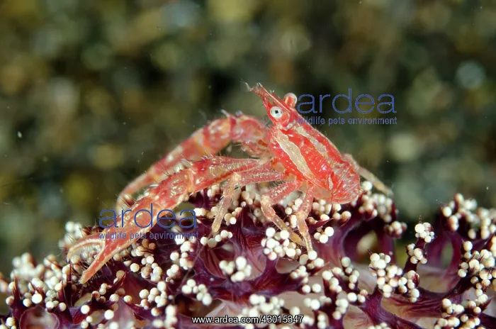: Squat Lobster : Squat Lobster