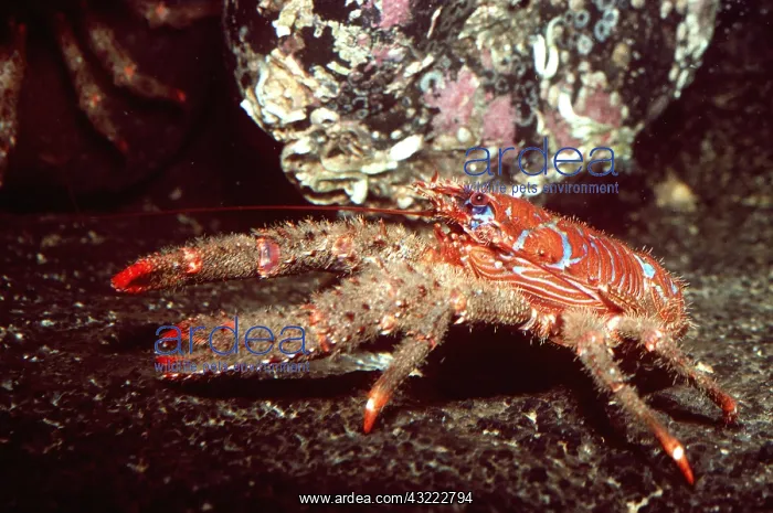 : SQUAT LOBSTER : SQUAT LOBSTER