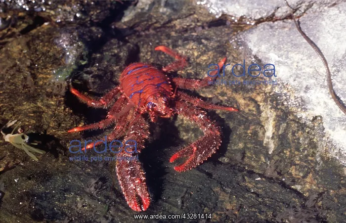 : SQUAT LOBSTER : SQUAT LOBSTER