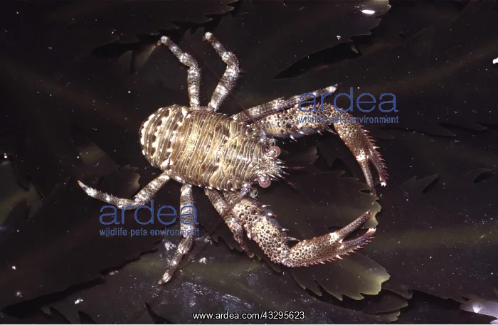 : SQUAT LOBSTER : SQUAT LOBSTER