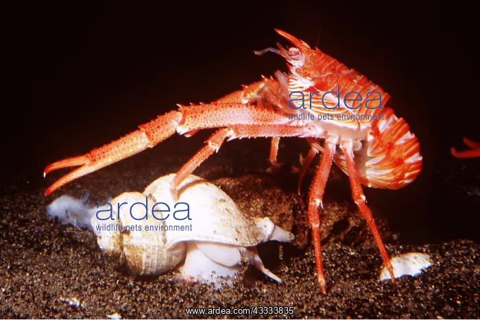 : SQUAT LOBSTER : SQUAT LOBSTER
