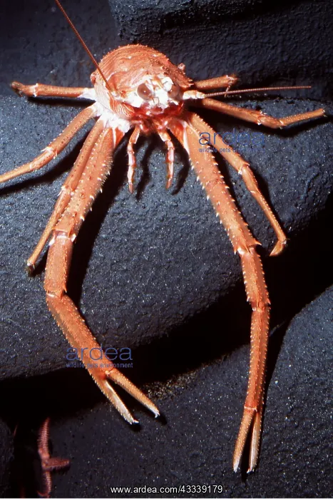 : SQUAT LOBSTER : SQUAT LOBSTER