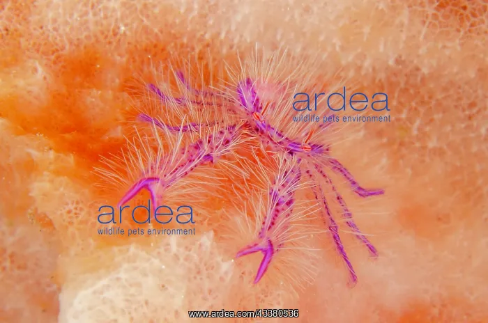 : Squat Lobster : Squat Lobster