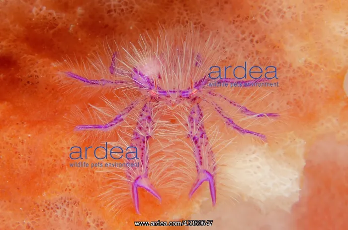 : Squat Lobster : Squat Lobster