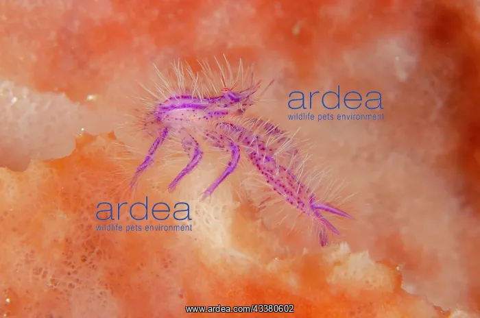 : Squat Lobster : Squat Lobster