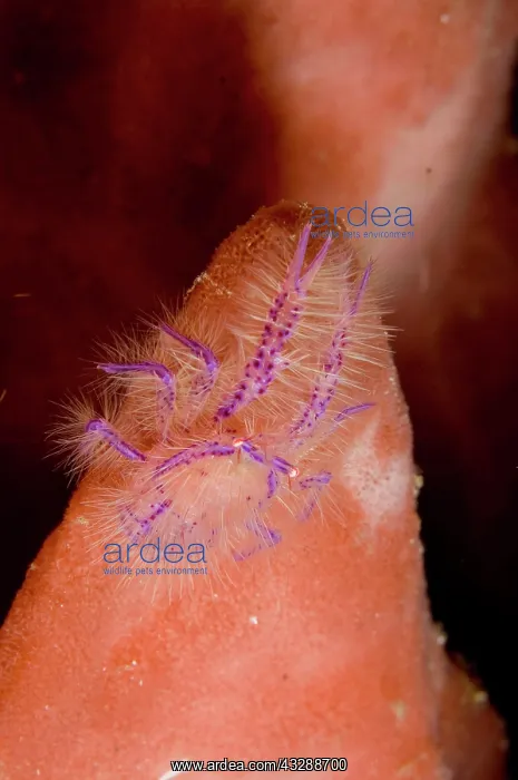 : Squat Lobster - in Barrel Sponge (Xestospongia tertudinaria) : Squat Lobster - in Barrel Sponge (Xestospongia tertudinaria)