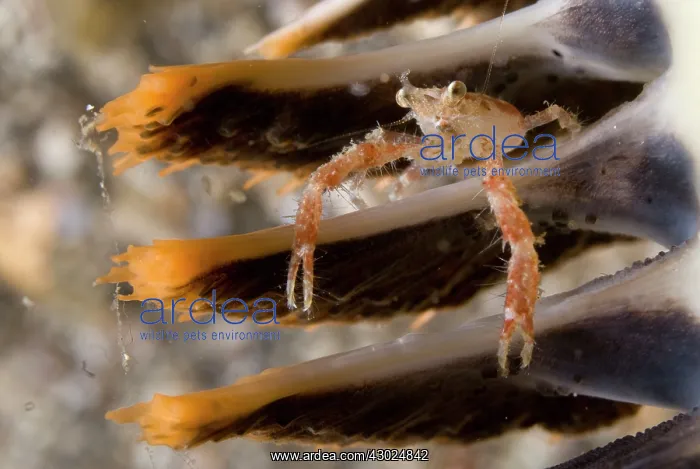 : Squat Lobster with long claws on Sea Pen : Squat Lobster with long claws on Sea Pen