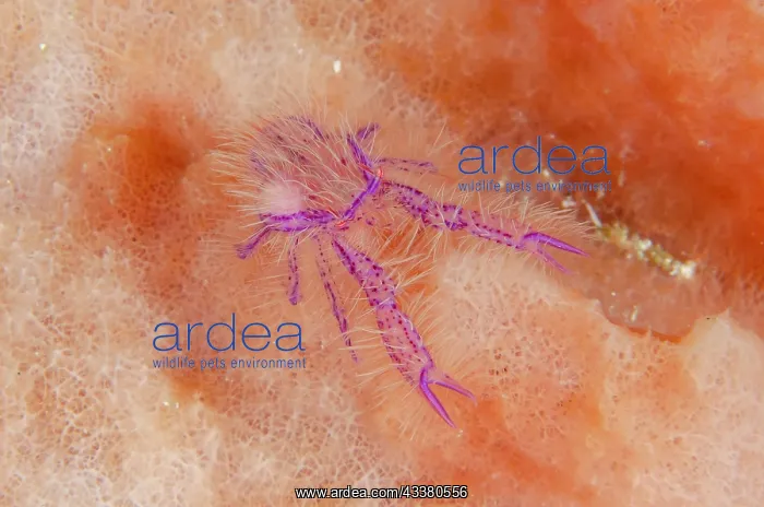 : Squat Lobster with Parasite : Squat Lobster with Parasite