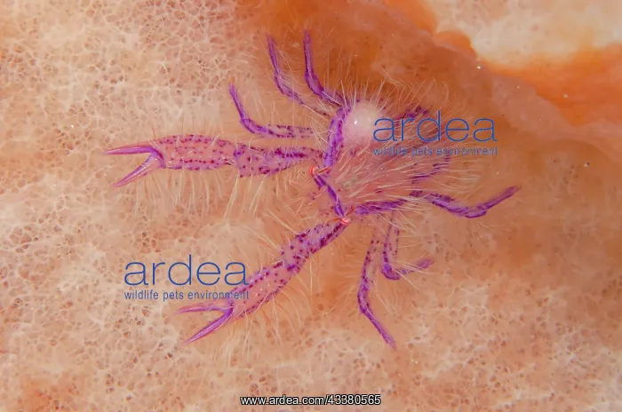 : Squat Lobster with Parasite : Squat Lobster with Parasite