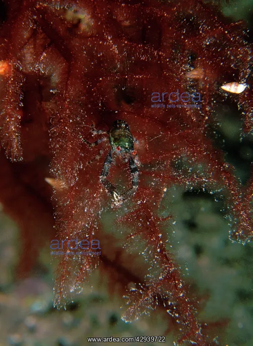 : Squat lobster on red algae : Squat lobster on red algae