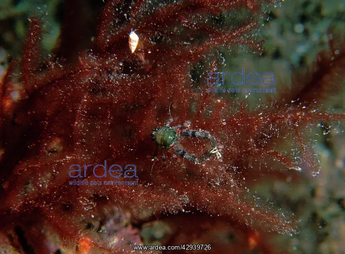 : Squat lobster on red algae : Squat lobster on red algae