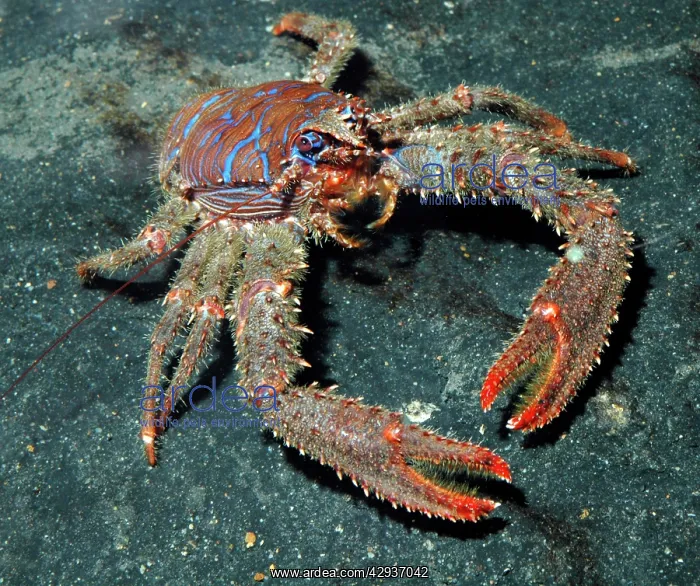 : Squat Lobster - UK rocky coasts : Squat Lobster - UK rocky coasts