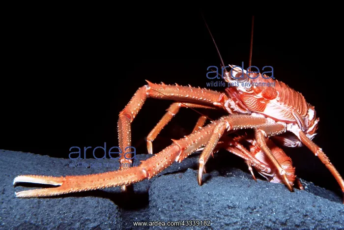 : SQUAT LOBSTER - SIDE VIEW : SQUAT LOBSTER - SIDE VIEW