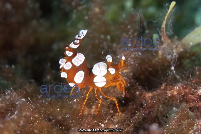 : Squat Shrimp : Squat Shrimp