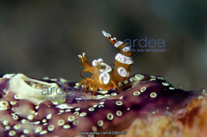  : Squat Shrimp - on Ascidian (Ascidiidae Family)