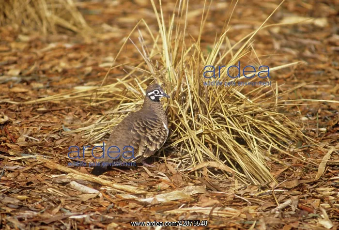 : Squatter Pigeon : Squatter Pigeon