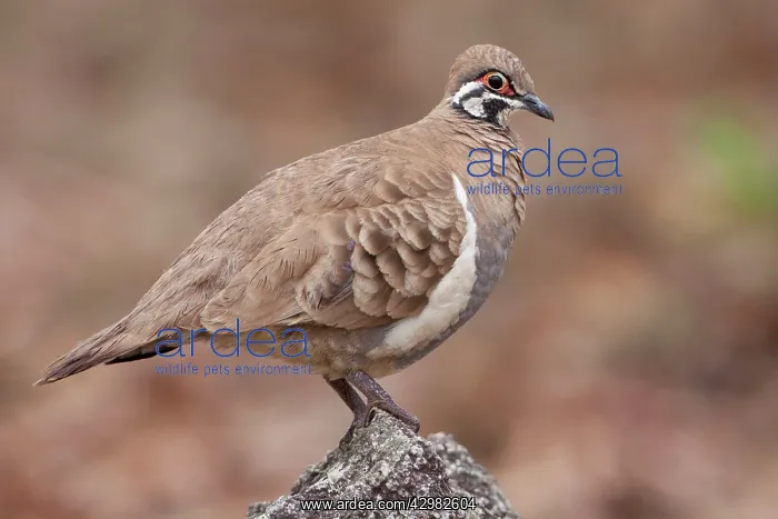  : Squatter Pigeon