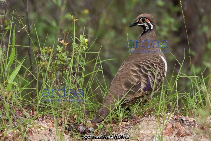: Squatter Pigeon : Squatter Pigeon
