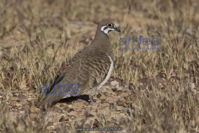 : Squatter Pigeon - Foraging near the airstrip - Chillagoe : Squatter Pigeon - Foraging near the airstrip - Chillagoe