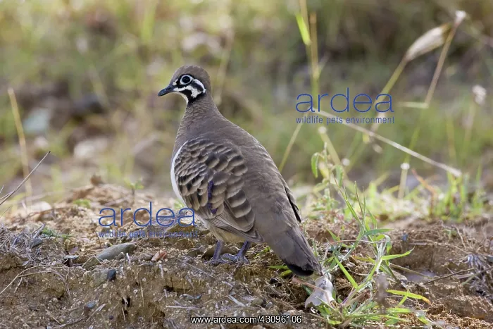 : Squatter Pigeon (Geophaps scripta) : Squatter Pigeon (Geophaps scripta)