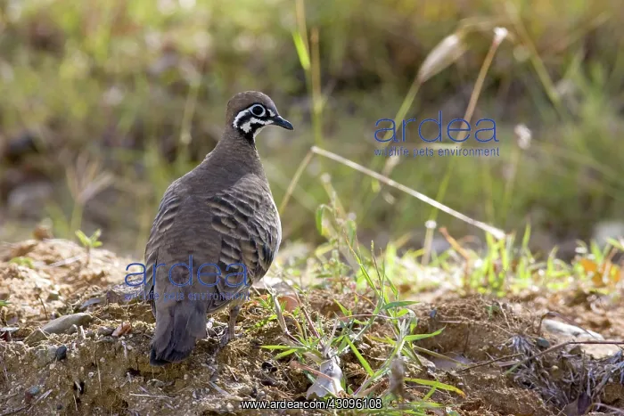  : Squatter Pigeon (Geophaps scripta)