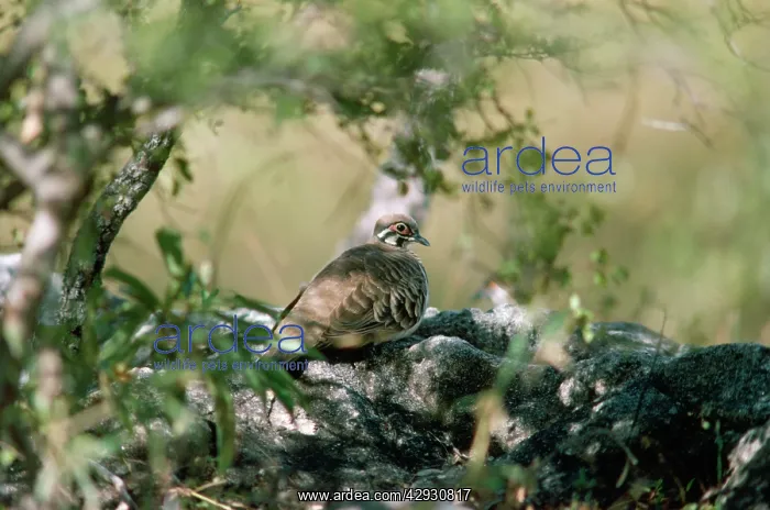 : Squatter Pigeon - at rest : Squatter Pigeon - at rest