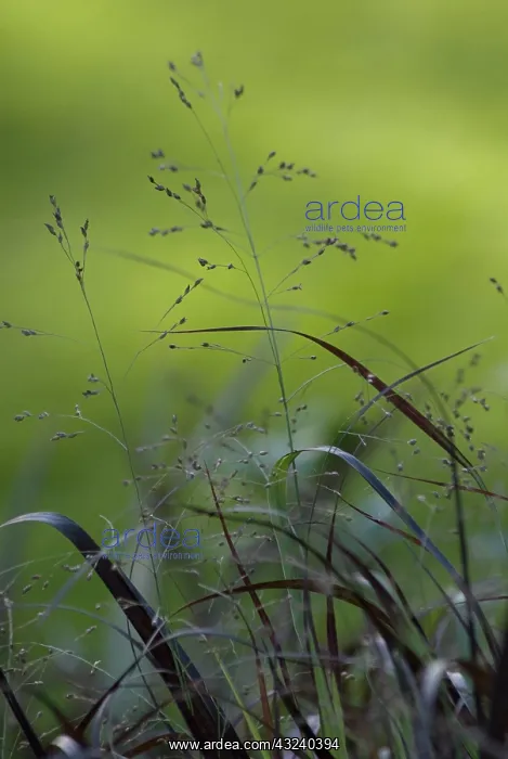 : Squawswitchgrass : Squawswitchgrass