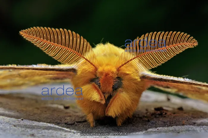 : Squeeking Silkmoth - antennae - male : Squeeking Silkmoth - antennae - male