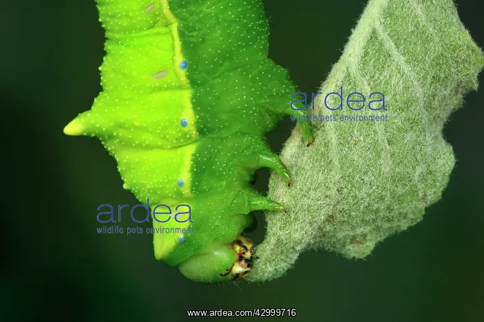 : Squeeking Silkmoth Caterpillar : Squeeking Silkmoth Caterpillar