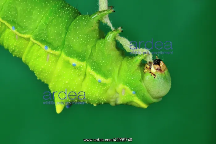 : Squeeking Silkmoth Caterpillar : Squeeking Silkmoth Caterpillar