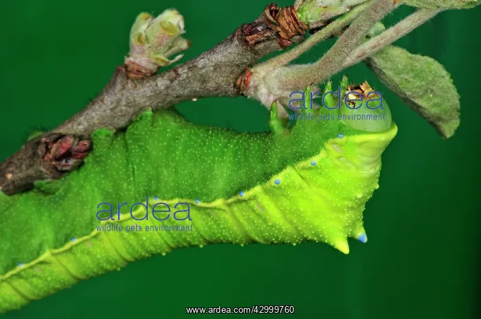 : Squeeking Silkmoth Caterpillar : Squeeking Silkmoth Caterpillar