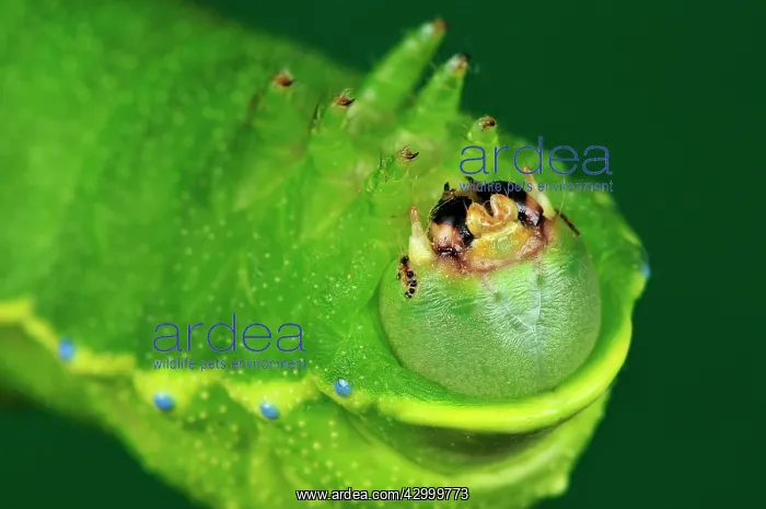 : Squeeking Silkmoth Caterpillar : Squeeking Silkmoth Caterpillar