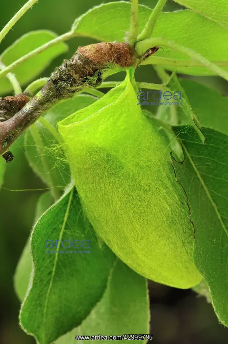 : Squeeking Silkmoth cocoon : Squeeking Silkmoth cocoon
