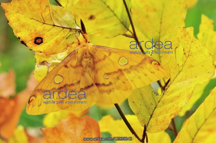 : Squeeking Silkmoth - female - on yellow leaves : Squeeking Silkmoth - female - on yellow leaves